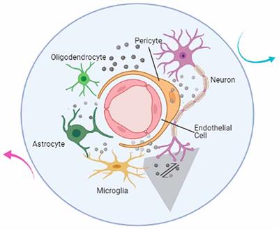 Emerging Roles of Microglia in Neuro-vascular Unit: Implications of Microglia-Neurons Interactions